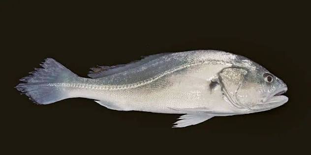 Corvina