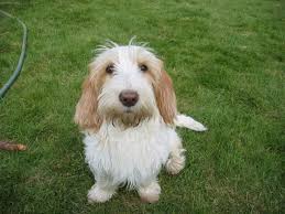 Image result for malý vendéeský hrubosrstý honič