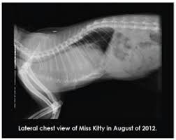 It is much more common for cats to develop a tumor in the lungs after cancer has spread from another it's important to know the signs of lung cancer in cats so you know when to get your cat treatment. Homeopathic Approach To Cancer In Companion Animals Ivc Journal