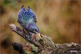 Maybe you would like to learn more about one of these? Star Im Hochzeitskleid Foto Bild Tiere Wildlife Wild Lebende Vogel Bilder Auf Fotocommunity