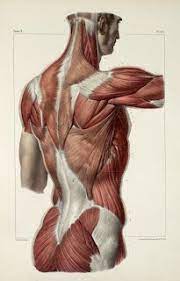 Lunges can be used to work several muscles in your lower body, including your. Inspirational Artworks Anatomy Images Medicinskaya Illyustraciya Anatomiya Hudozhniki
