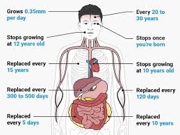 Facts About The Human Body How Long It Takes To Grow Cells