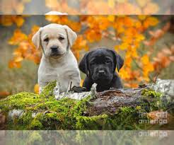 Broussard labrador retrievers has labrador retriever puppies for sale in merced, ca on akc puppyfinder Labrador Retriever Puppies For Sale In California Usa Page 1 10 Per Page Puppyfinder Com