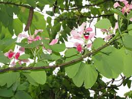 Image result for Bauhinia monandra