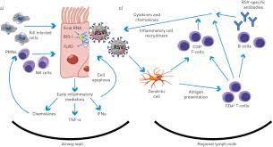 Rhinoviruses (rvs) are small (30 nm). Infantile Respiratory Syncytial Virus And Human Rhinovirus Infections Respective Role In Inception And Persistence Of Wheezing European Respiratory Society