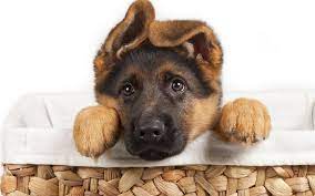Maybe you would like to learn more about one of these? German Shepherd Puppy Wallpapers Top Free German Shepherd Puppy Backgrounds Wallpaperaccess