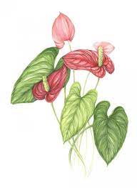 Anthurium Flower Drawing Google Search Pintura Y Dibujo Flores Pintadas Ilustraciones Botanicas
