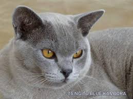 South australia port adelaide 5015 pets and animals more info. Burmese Cat Breeder Tsing Tu Burmese Victor Harbor