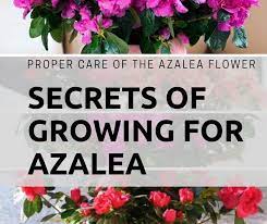 Secrets Of Growing For Azalea Azalea Flower Azaleas Flowers