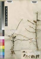 Image result for Solenangis