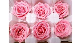 How to preserve a rose with glycerin. Preserved Roses 8 Preserved Roses Per Order Colors Red White Dried Roses
