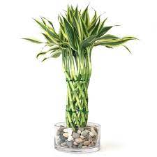 Pin On Lucky Bamboo