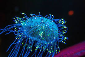 Floresan Hayvanlar Neden Ve Nasil Isik Saciyor Bioluminescent Animals Deep Sea Creatures Jellyfish
