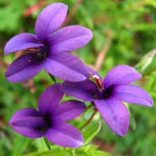 Image result for Monopsis zeyheri
