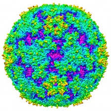 Understanding what the symptoms of the coxsackie virus are and how it can be treated as an important thing for parents know. Sejauh Manakah Penyakit Hfmd Berbahaya Kepada Manusia The Petri Dish