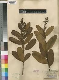 Image result for Ozoroa gomesiana