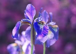 Trim the existing foliage into a neat fan about. Growing Irises Where And How Care For Irises And Garden