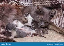 Muschi Mit Neugeborener Kätzchenkatze Zieht Kätzchen Ein Stockbild - Bild  von entzückend, kätzchen: 178762491