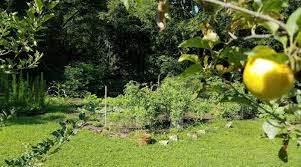 Check spelling or type a new query. More Than Tomatoes For More Than Groundhogs Grace Main