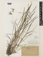 Image result for Dichanthium sericeum