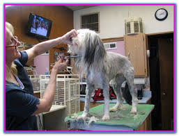 Trainee Dog Grooming Jobs Near Me 1319 Grooming Apprentice Jobs Available On Indeed Com Apply To Dog Bather Apprenti Dog Grooming Dog Groomers Pet Groomers