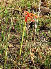 Image result for Cyrtanthus rhodesianus