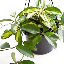 Maybe you would like to learn more about one of these? Hoya Krimson Princess