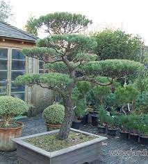 Japanese Pine Tree Pruning Nowaki Japanese Garden Indoor Bonsai Tree Japanese Garden Design