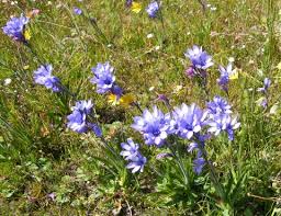 Image result for Babiana