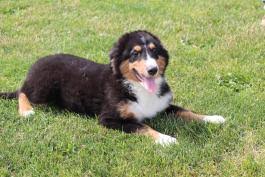 Labernese (labrador retriever x bernese mountain dog). Bernese Mountain Dog Mix Puppies For Sale In Oh Lancaster Puppies