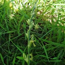 Image result for Lolium