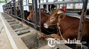 Wisata ternak kandang macan : Ada Temuan Antraks Di Tulungagung Trenggalek Memproteksi Perdagangan Sapi Antarpeternak Tribun Jatim