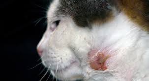 Image result for Feline Miliary Dermatitis