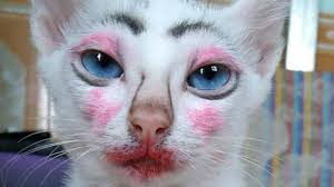 Caption untuk muka jelek yang pasti kocak abis banget yang diciptakan tingkah laku dan kelakuan caption untuk muka jelek perhiasan untuk gambar lucu wanita berhidung pesek tag temen kamu. Gambar Gambar Kucing Lucu Yang Bisa Bikin Tertawa Dan Gemes Toplucu