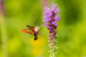Image result for Pycnostachys reticulata