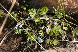 Image result for Actiniopteris dimorpha