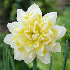 Irene Copeland Novelty Narcissi Daffodils Spring Flowering Bulbs Daffodil Bulbs