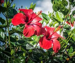 Java Flower Hibiscus Flowers Hibiscus Fauna