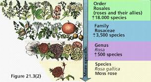 biological diversity i