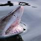 Jaws of the Sea