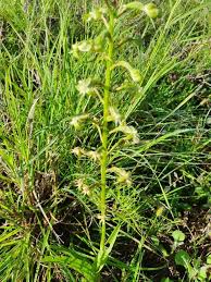 Image result for Habenaria humilior