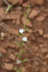 Image result for Seddera