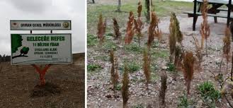 Çünkü, ocakta toplanan zeytin hem tamamen olgunlaşmış olur, hem de dallarına ufak çubuklarla vurdunuz mu hemen dökülüverirdi. Gelecege Nefes Kampanyasinda Dikilen Tum Fidanlarin Yuzde 90 Inin Kurudugu Iddiasi