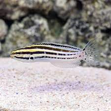 A linespot fangblenny, meiacanthus grammistes, on wilsons reef, great barrier reef, queensland, june 2015. Striped Blenny Saltwater Aquarium Fish