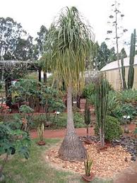Ponytail palms are very slow growing which makes them ideal for use as a houseplant. Beaucarnea Recurvata Wikipedia