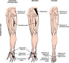 We did not find results for: Muscles Lost In Our Adult Primate Ancestors Still Imprint In Us On Muscle Evolution Development Variations And Pathologies Springerlink