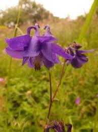 Ancolie Sauvage Jardin De Sauveterre Ancolie Fleurs Sauvages Prairie Fleurie