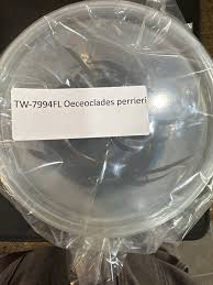 Image result for Oeceoclades perrieri