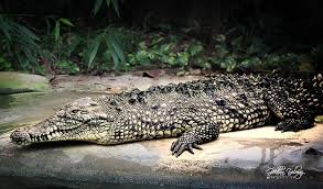 Sogukkanli Hayat Timsah Crocodile Zoo Hayvanatbahcesi Darica Farukyalcinzoo Fotograf Hayvanlar Hayvan