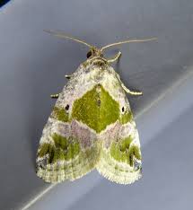 Image result for Millettia sp. B (Fanshawe 8569)